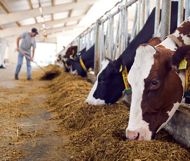 Picture of cows grazing, with the caption Late March: First-ever
report of H5N1 occurring
in cows.