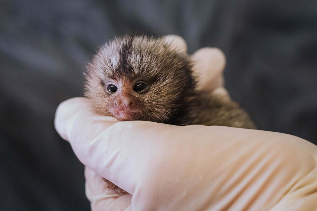 Photo of a baby marmoset