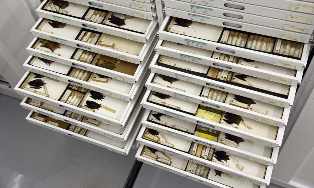 Drawers of bat specimens in the University of Michigan Museum of Zoology collection