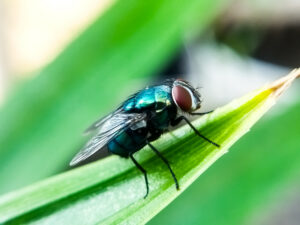 Stock image of a fly on a leaf Stock image of a fly on a leaf