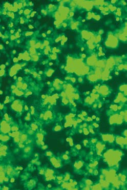 Researchers at Texas Biomed have developed glowing reporter H5N1 viruses to make it easy to visually spot the virus