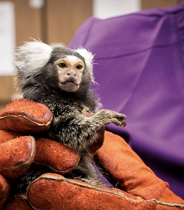 Marmoset