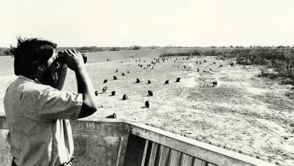 Observing activity in the Corral in 1979