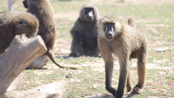 Current day photo of baboons