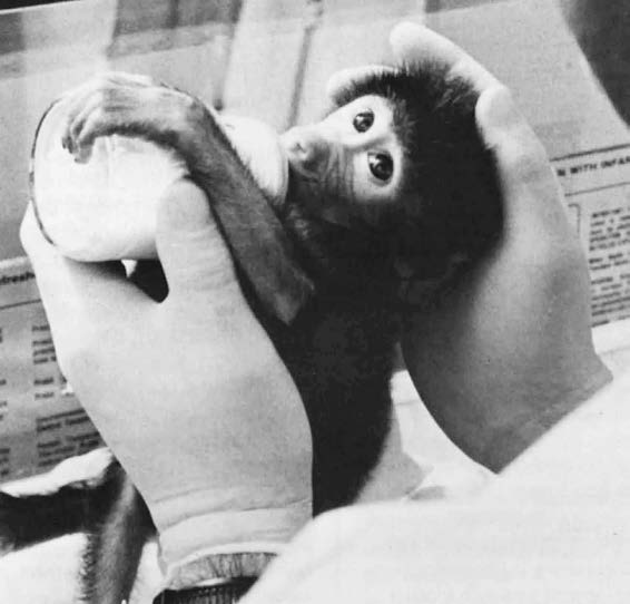 The premature baboon as a model for premature humans was initially developed with grant funding from the Southwest Foundation Forum, known today as the Texas Biomedical Forum.